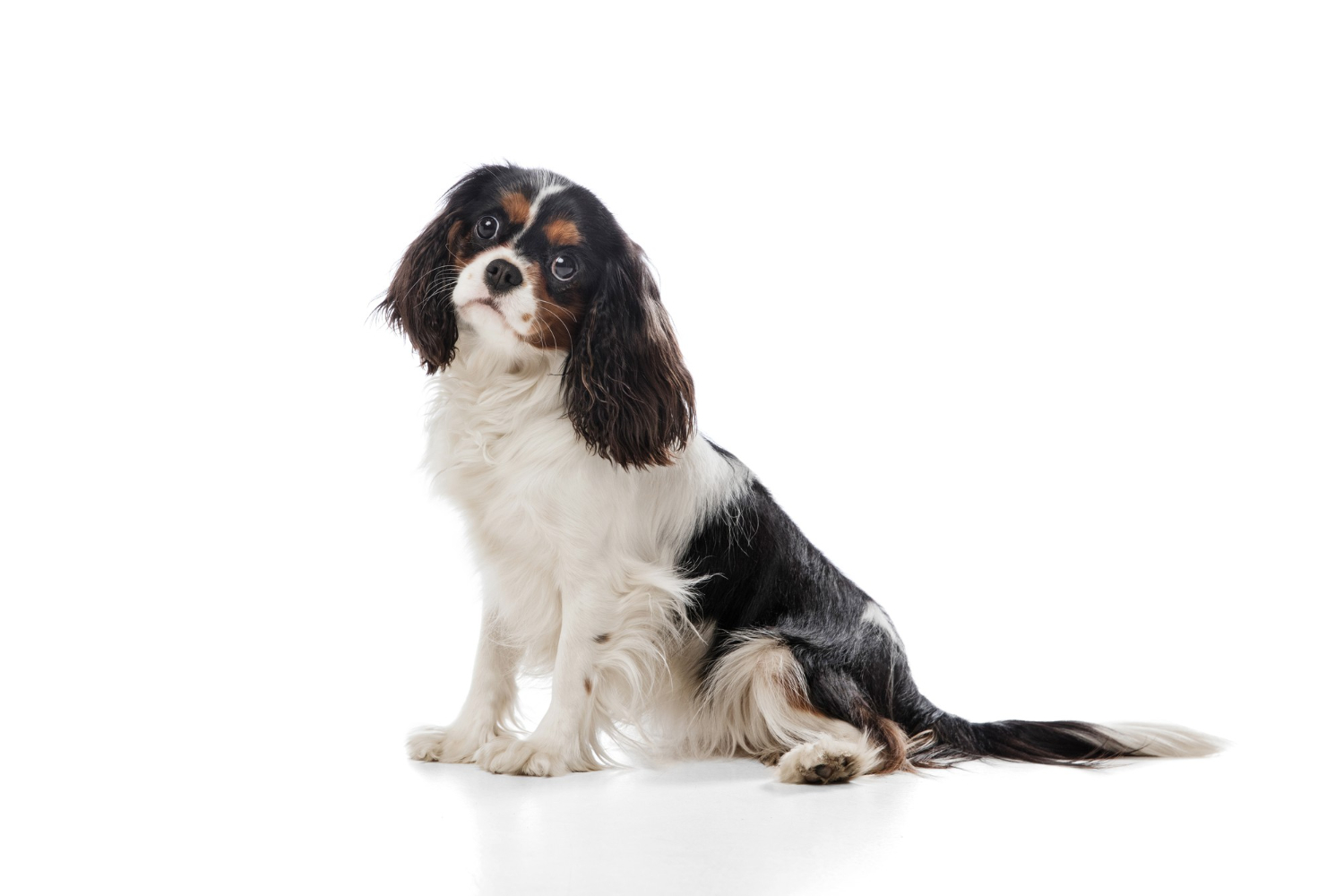 Cavalier King Charles – comportament, îngrijire și informații interesante despre acest câine simpatic