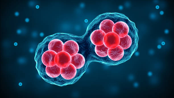 Mituri despre recoltarea de celule stem