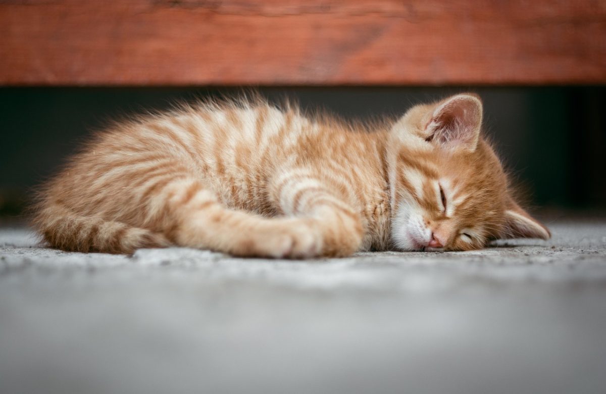 Cat dureaza un vis