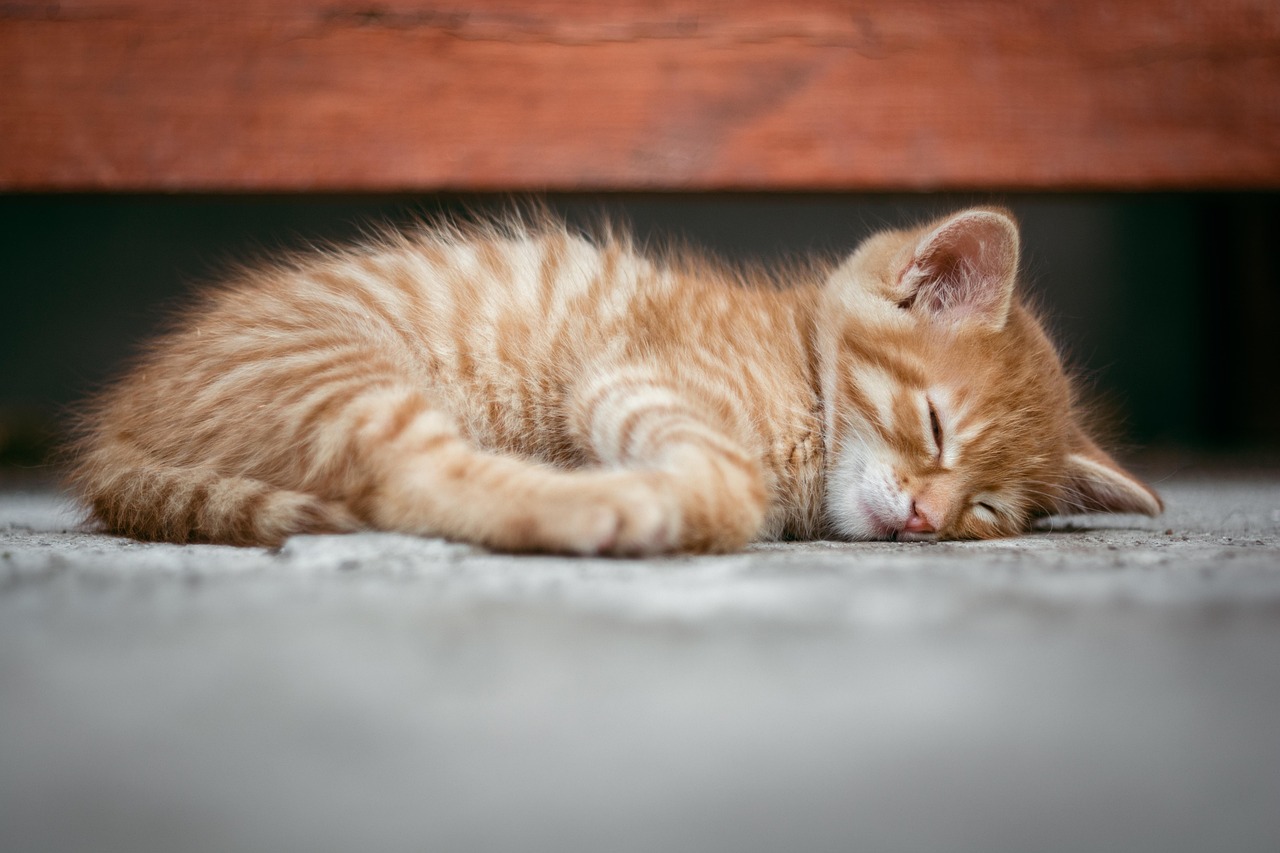 Cat dureaza un vis