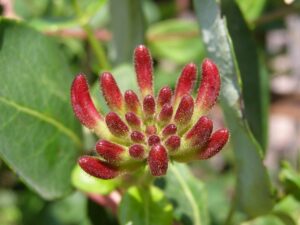 in cat timp creste parul dupa epilare cu crema