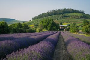cand infloreste lavanda