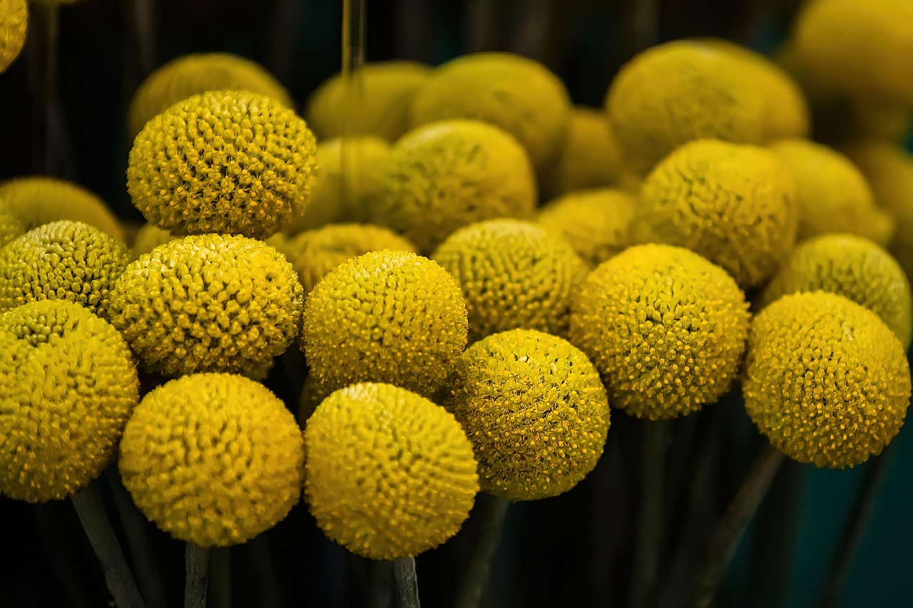 plantare lalele primavara