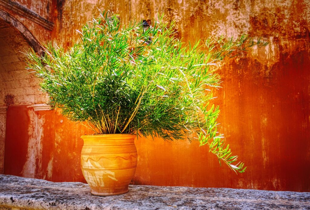 begonia rosie in ghiveci ingrijire