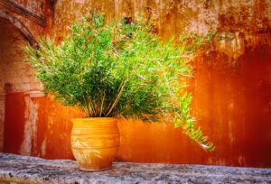 begonia rosie in ghiveci ingrijire