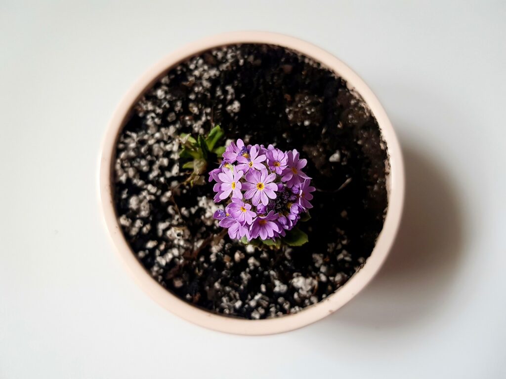 orhidee ingrijire dupa caderea florilor