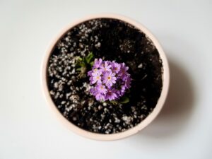 orhidee ingrijire dupa caderea florilor