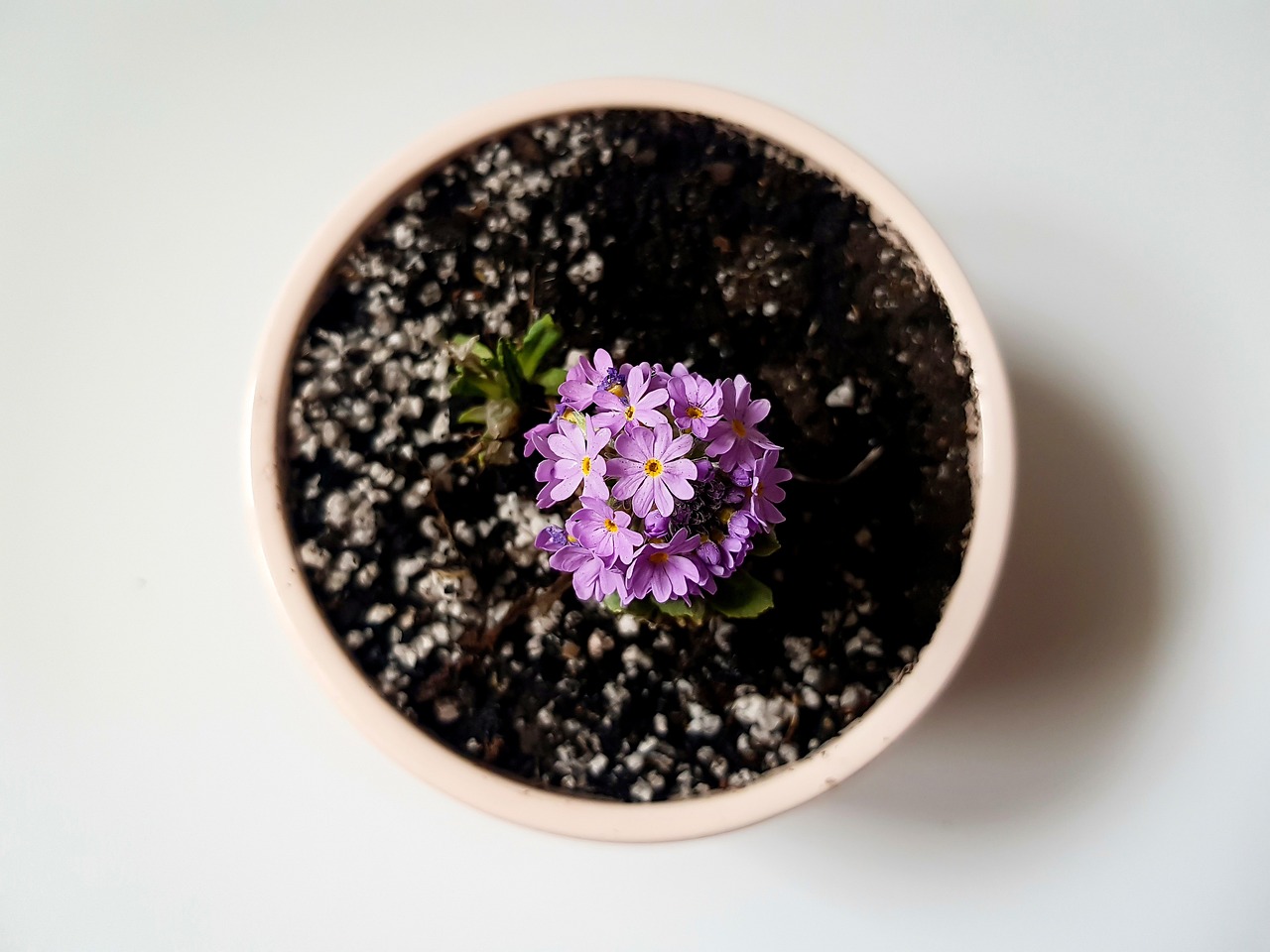 orhidee ingrijire dupa caderea florilor