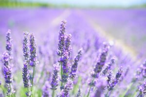 lavanda beneficii