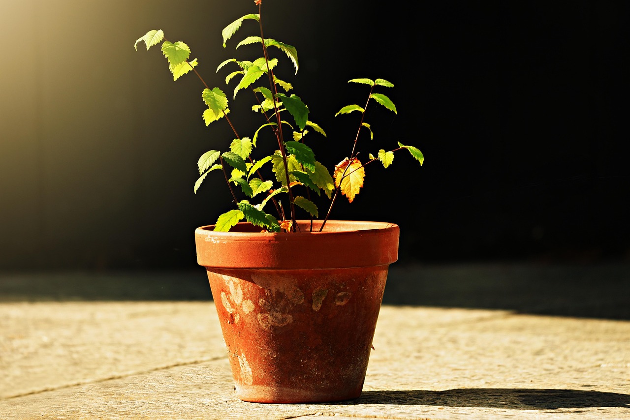 ingrijire orhidee uscata