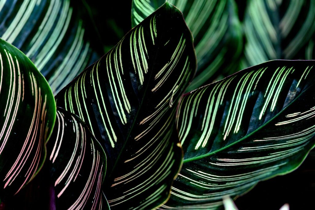de ce se usuca frunzele la calathea