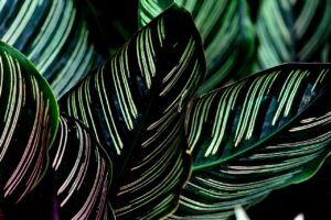 de ce se usuca frunzele la calathea