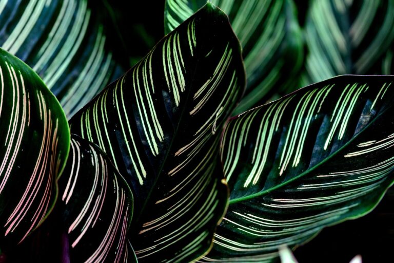 de ce se usuca frunzele la calathea